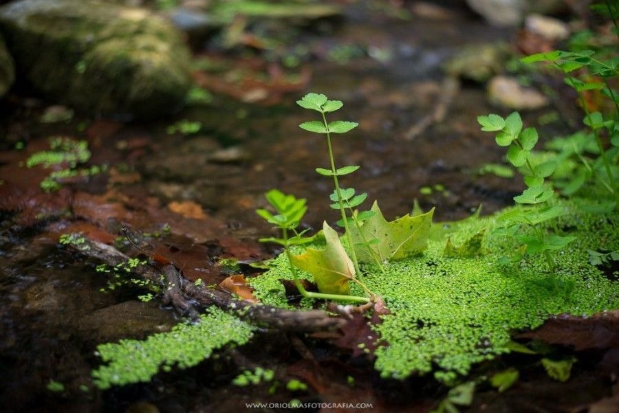 otoño hoja planta agua