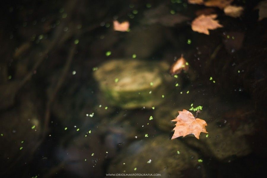 otoño hoja rio agua flotando